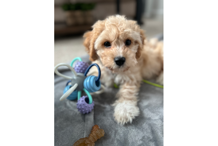 Happy Cavachon Baby