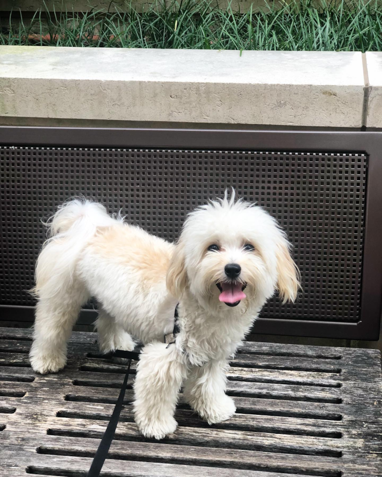 Little Maltepoo Poodle Mix Pup