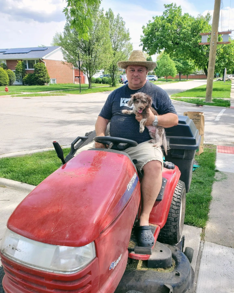 Happy Mini Labradoodle Pup in Wood Dale IL