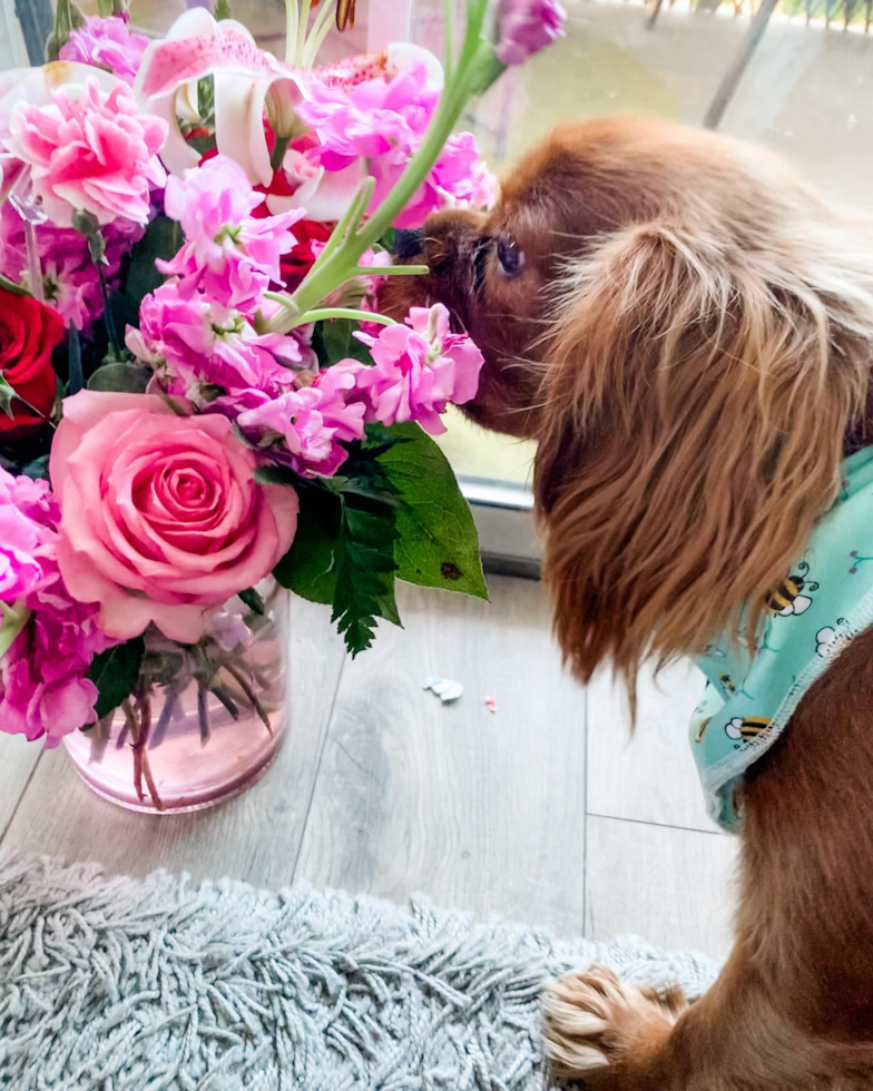 Cavalier King Charles Spaniel Being Cute