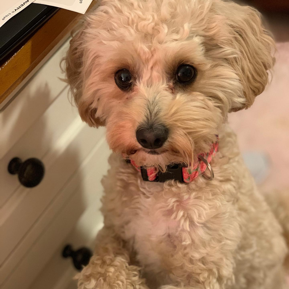 Popular Cavapoo Poodle Mix Pup