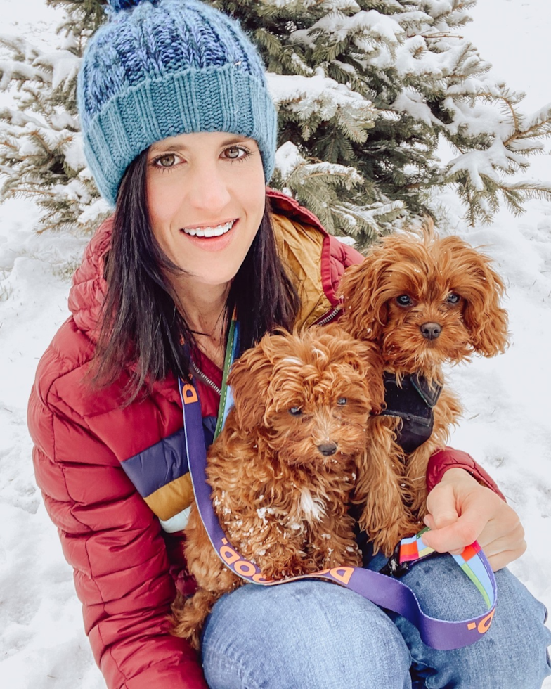 Adorable Cavoodle Poodle Mix Pup