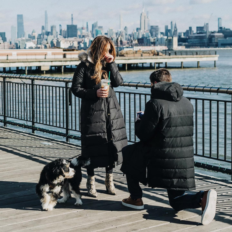 Cute Mini Bernedoodle Pup in Jersey City NJ