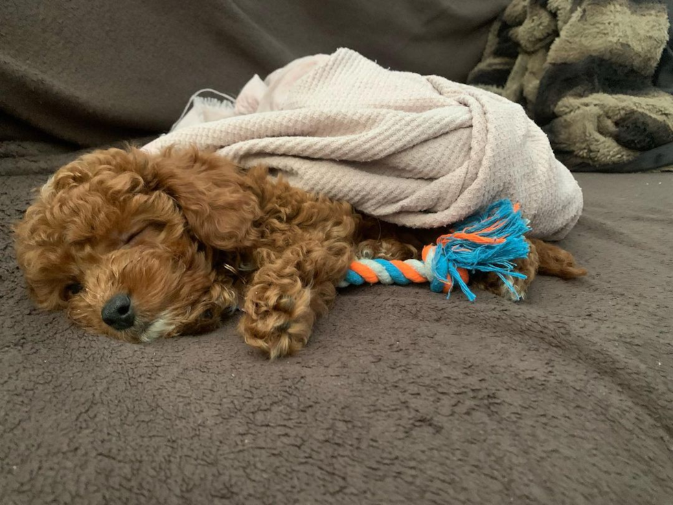 Small Cavapoo Pup in Yorba Linda CA