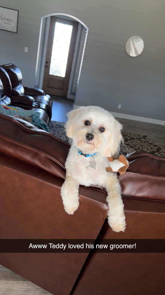 Playful Maltese Poodle Poodle Mix Pup