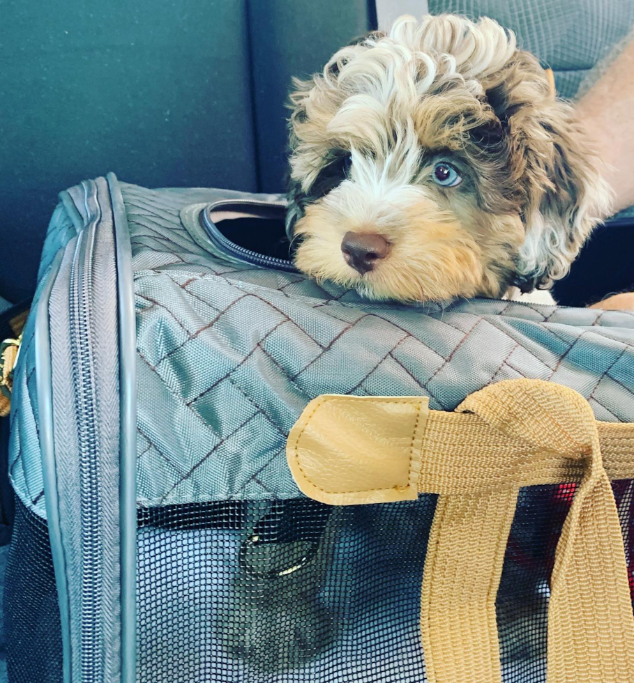 Petite Mini Aussiedoodle Poodle Mix Pup