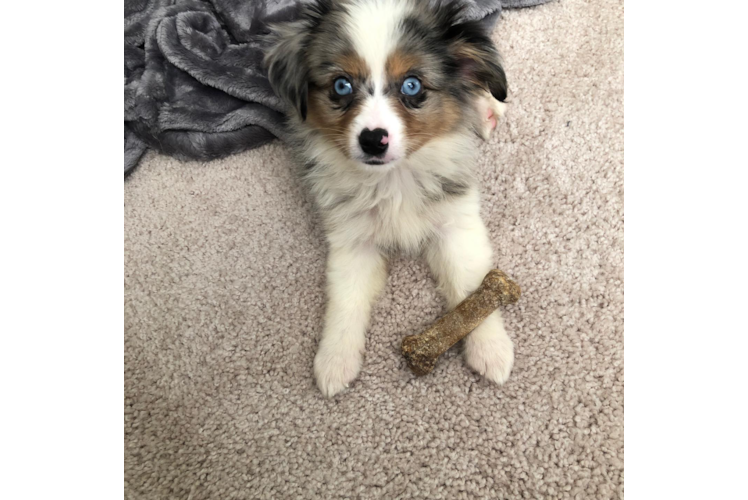 Best Mini Aussie Baby