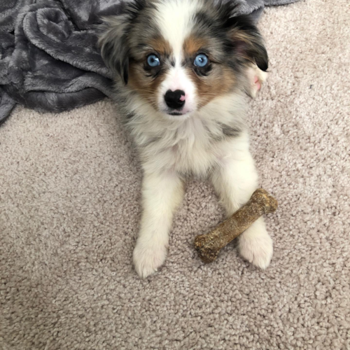 Cute Mini Aussie Pup in Waltham MA