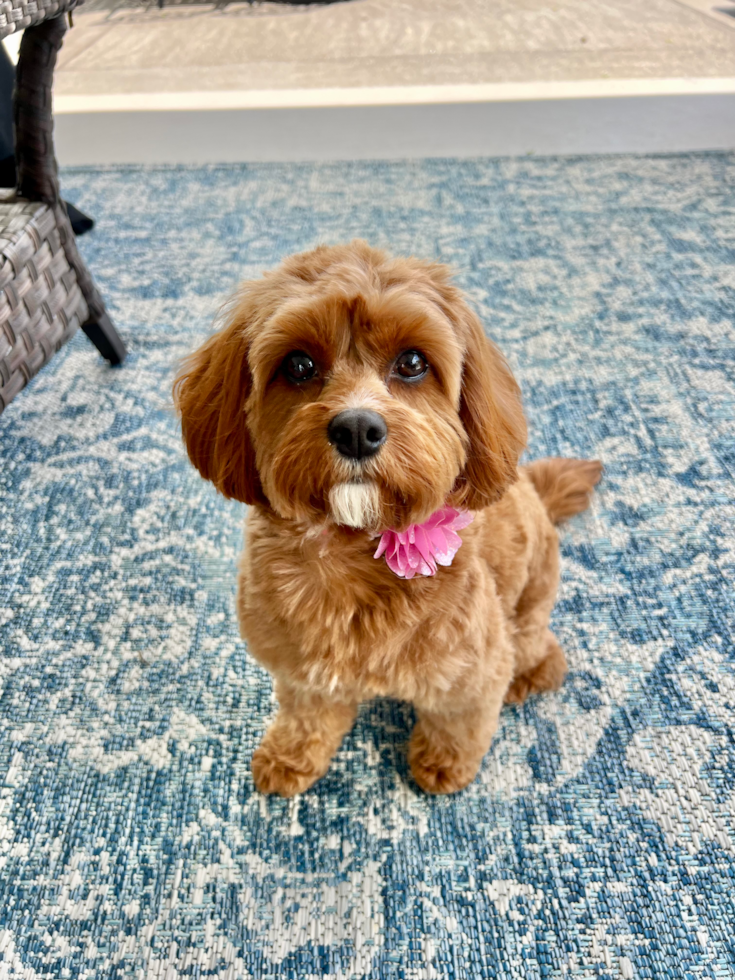 Cavapoo Being Cute