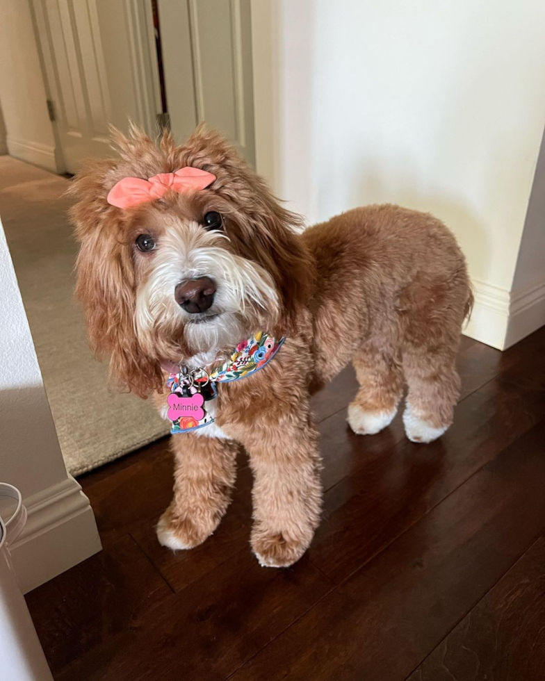 Mini Goldendoodle Being Cute