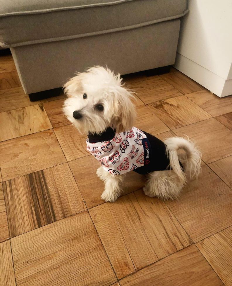 Cute Maltipoo Pup