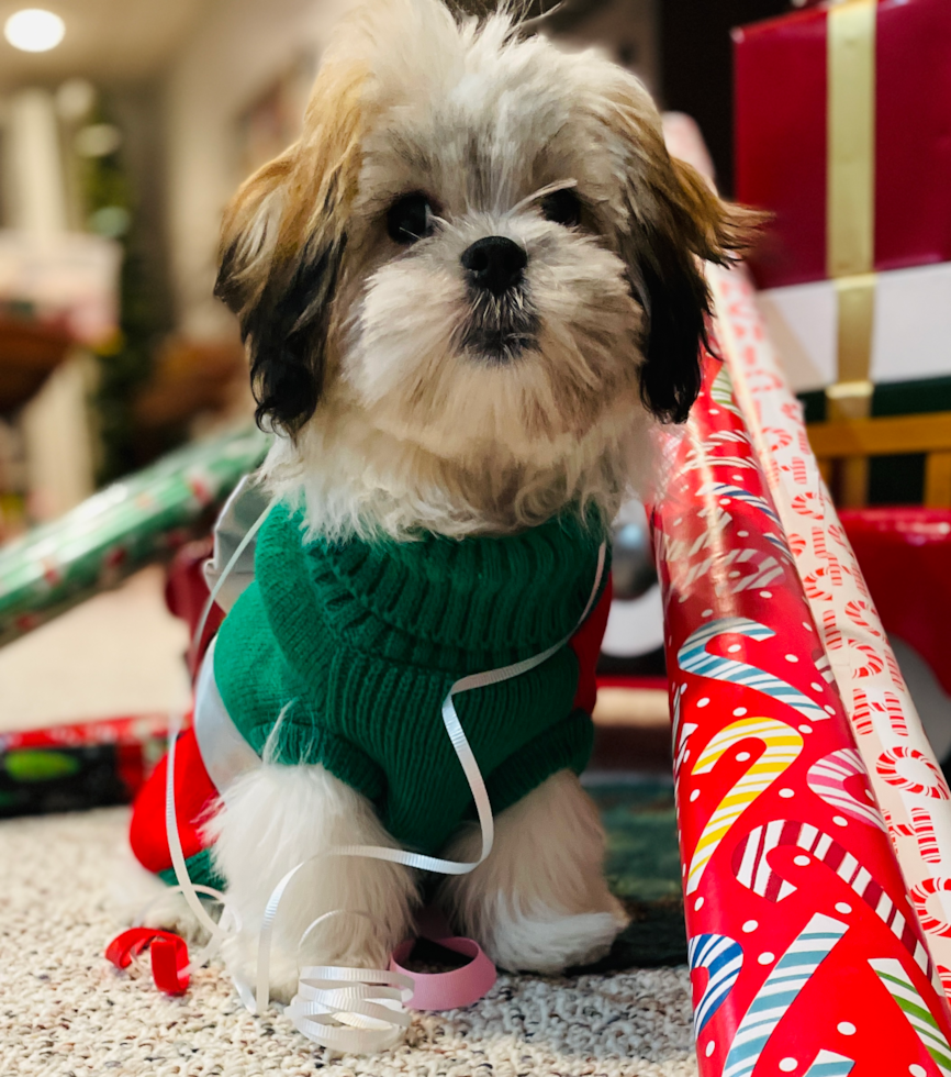 Small Teddy Bear Pup in