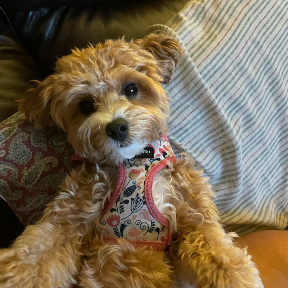 Maltipoo Being Cute