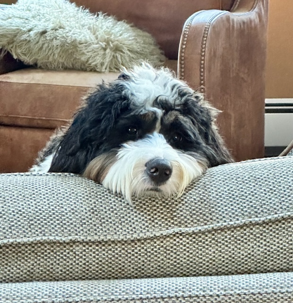 Mini Bernedoodle Pup