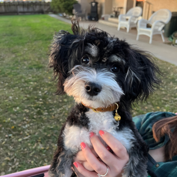 Smart Aussiechon Designer Pup