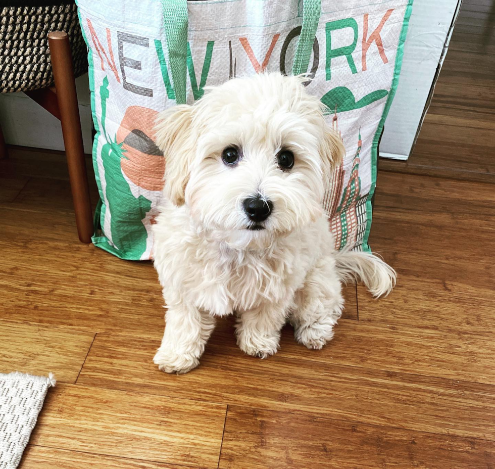 Maltipoo Being Cute