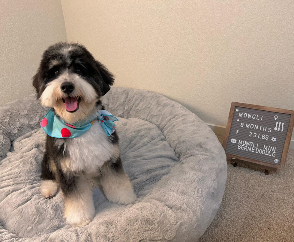 Friendly Mini Bernedoodle Pup