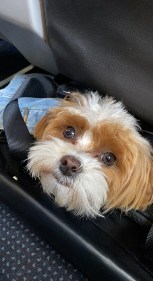 Adorable Maltepoo Poodle Mix Pup