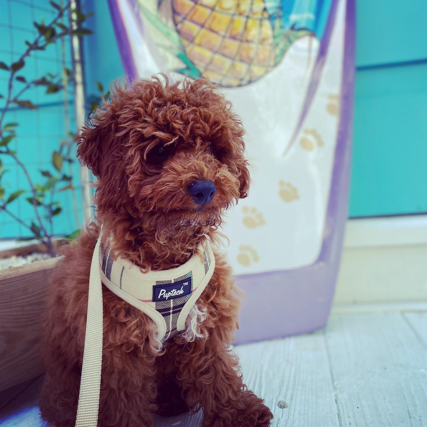 Adorable Pudle Purebred Puppy