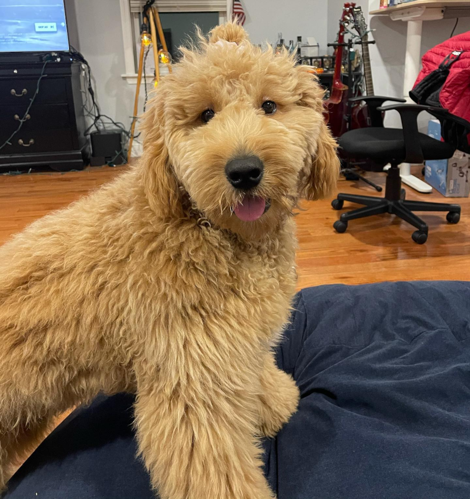 Mini Goldendoodle Being Cute