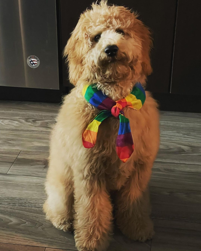 Mini Goldendoodle Being Cute