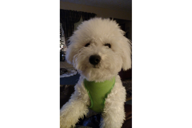 Little Bichon Frise Purebred Pup