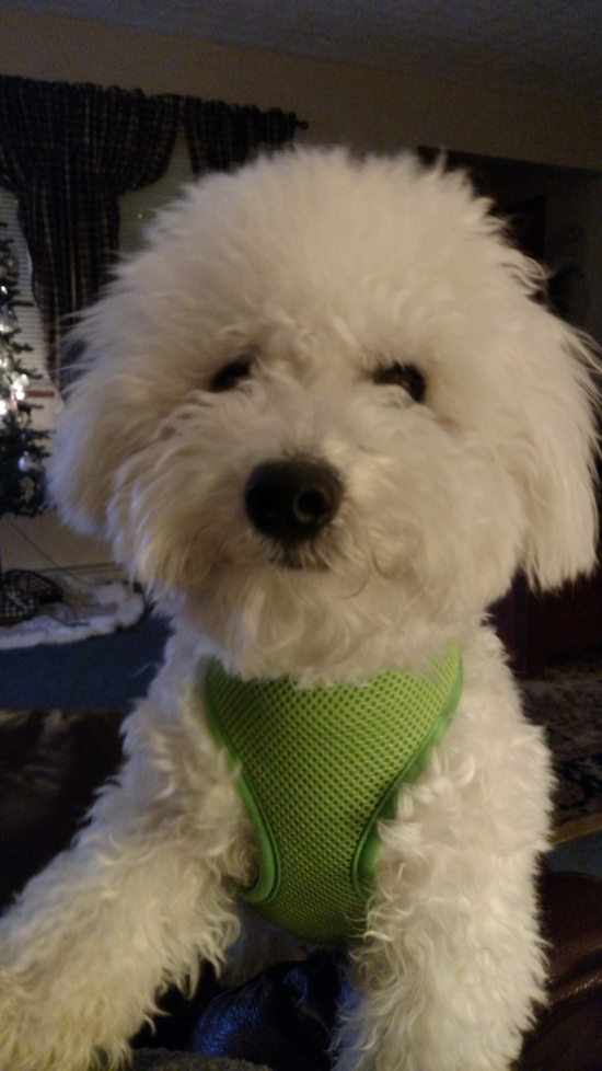 Adorable Bichon Frise Purebred Pup