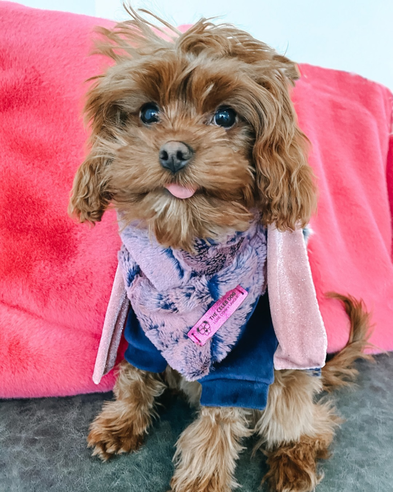 Popular Cavapoo Poodle Mix Pup