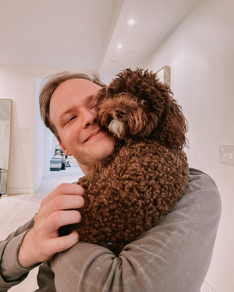 Fluffy Pudle Purebred Pup