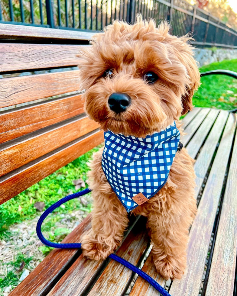 Frederick Cavapoo Pup