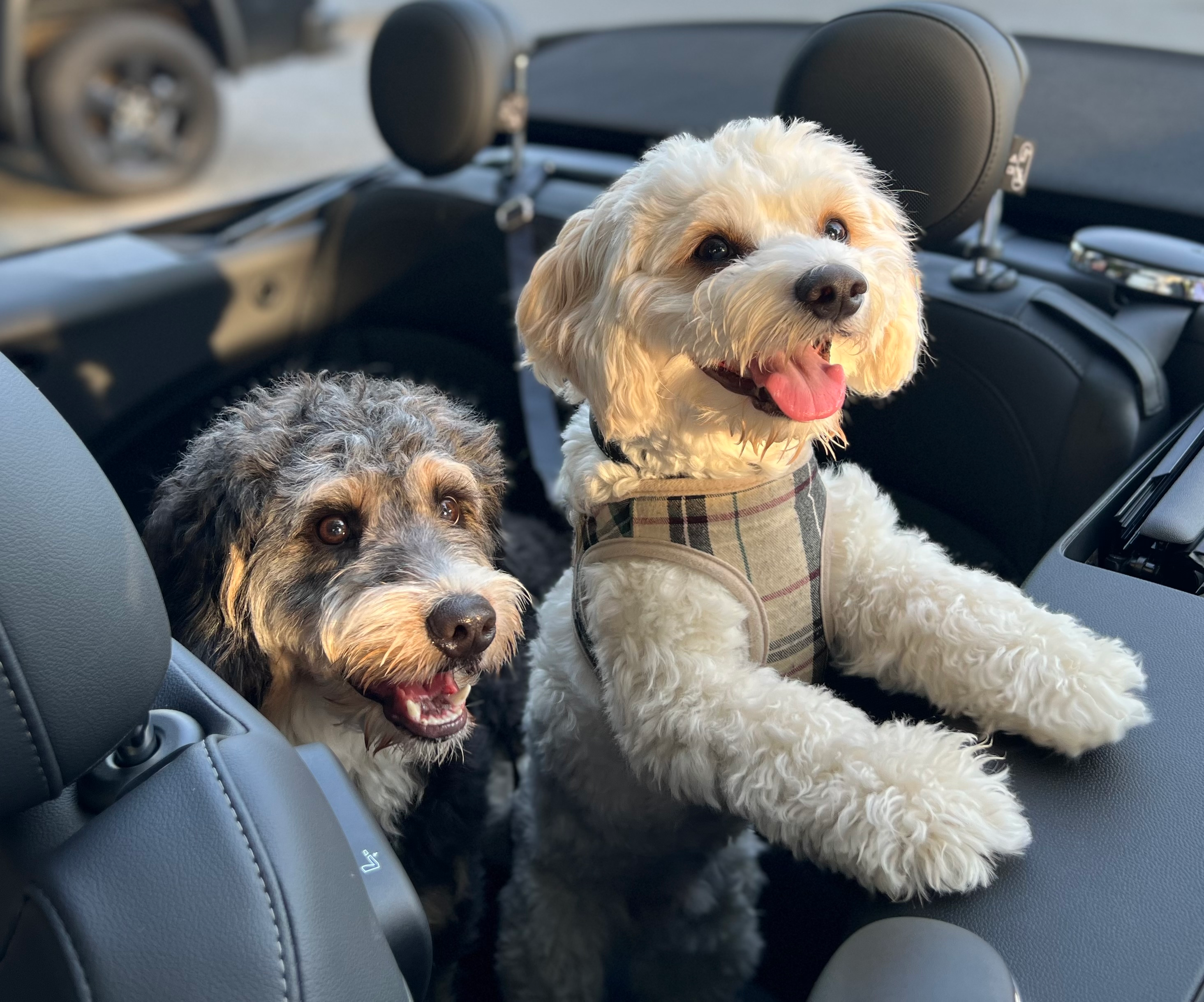 Cute Mini Bernedoodle Baby