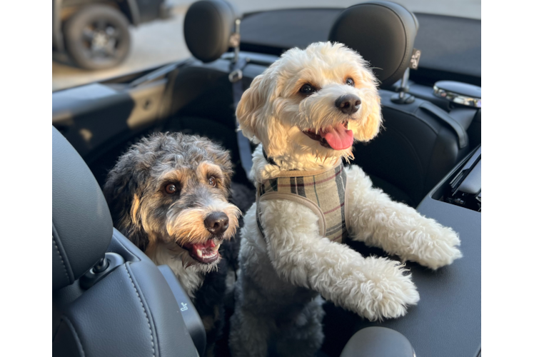 Cute Mini Bernedoodle Baby