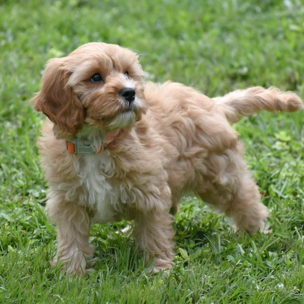 Cavapoo Pup