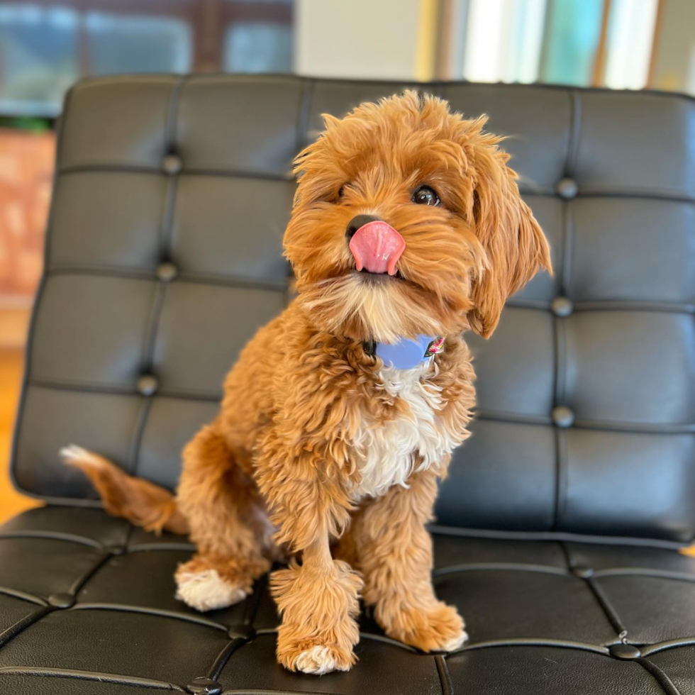 Cute Cavapoo Pup