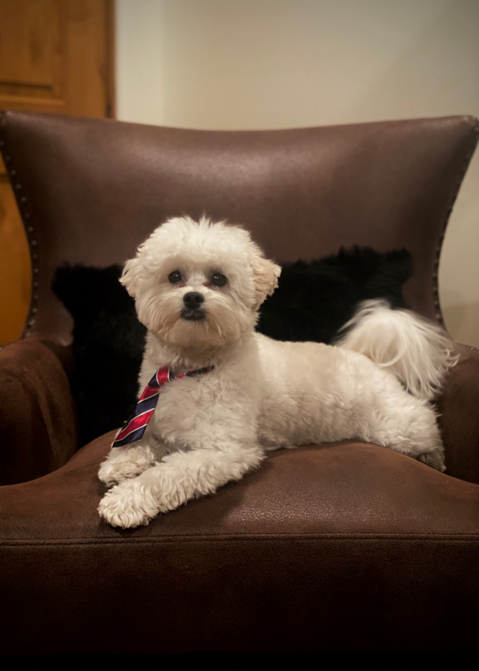 Hypoallergenic Maltepoo Poodle Mix Pup