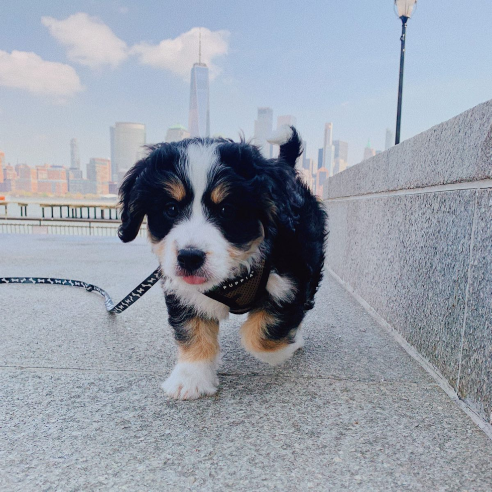 Mini Bernedoodle Being Cute