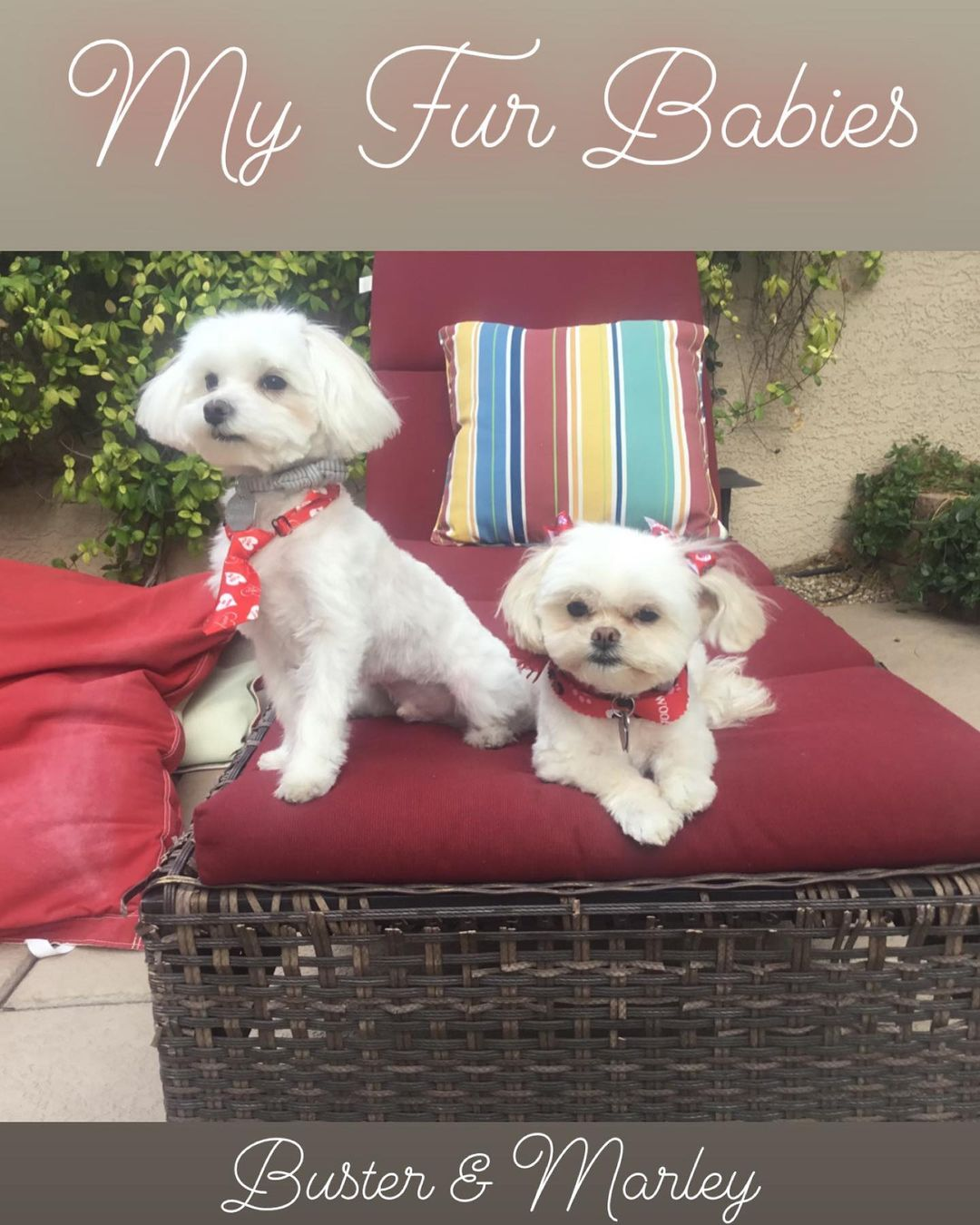 Maltese Puppy for Adoption