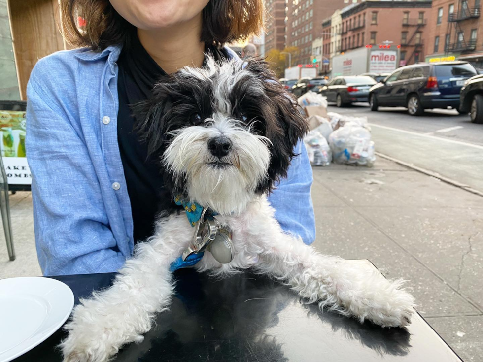 New York Havanese Pup