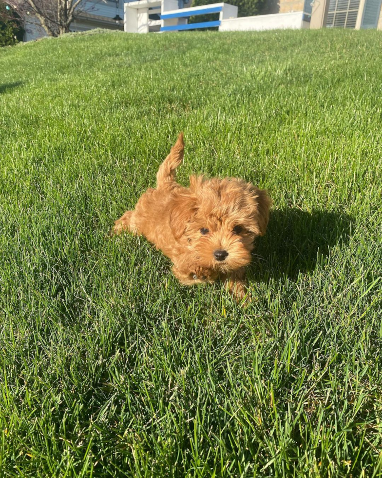 Friendly Cavapoo Pup