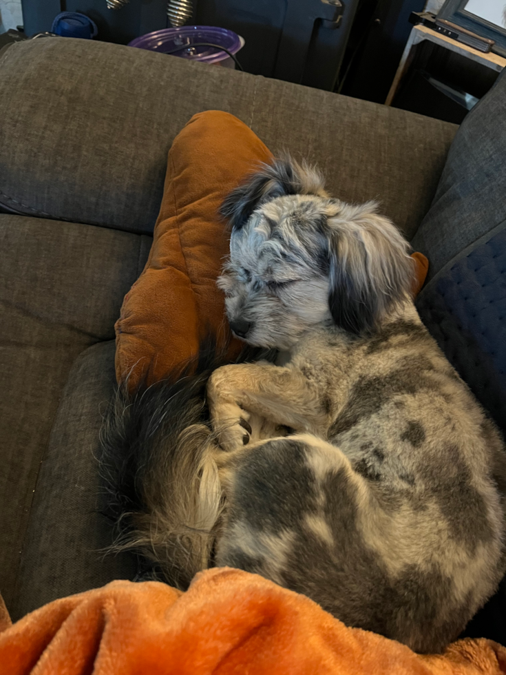 Aussiechon Pup
