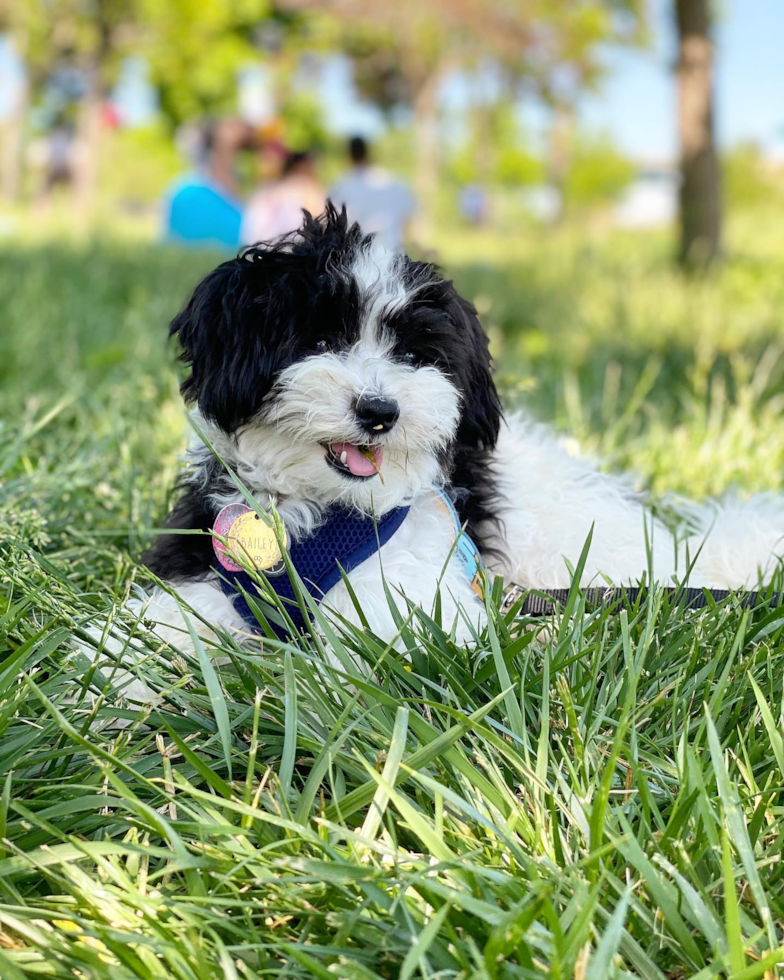 Havanese Being Cute