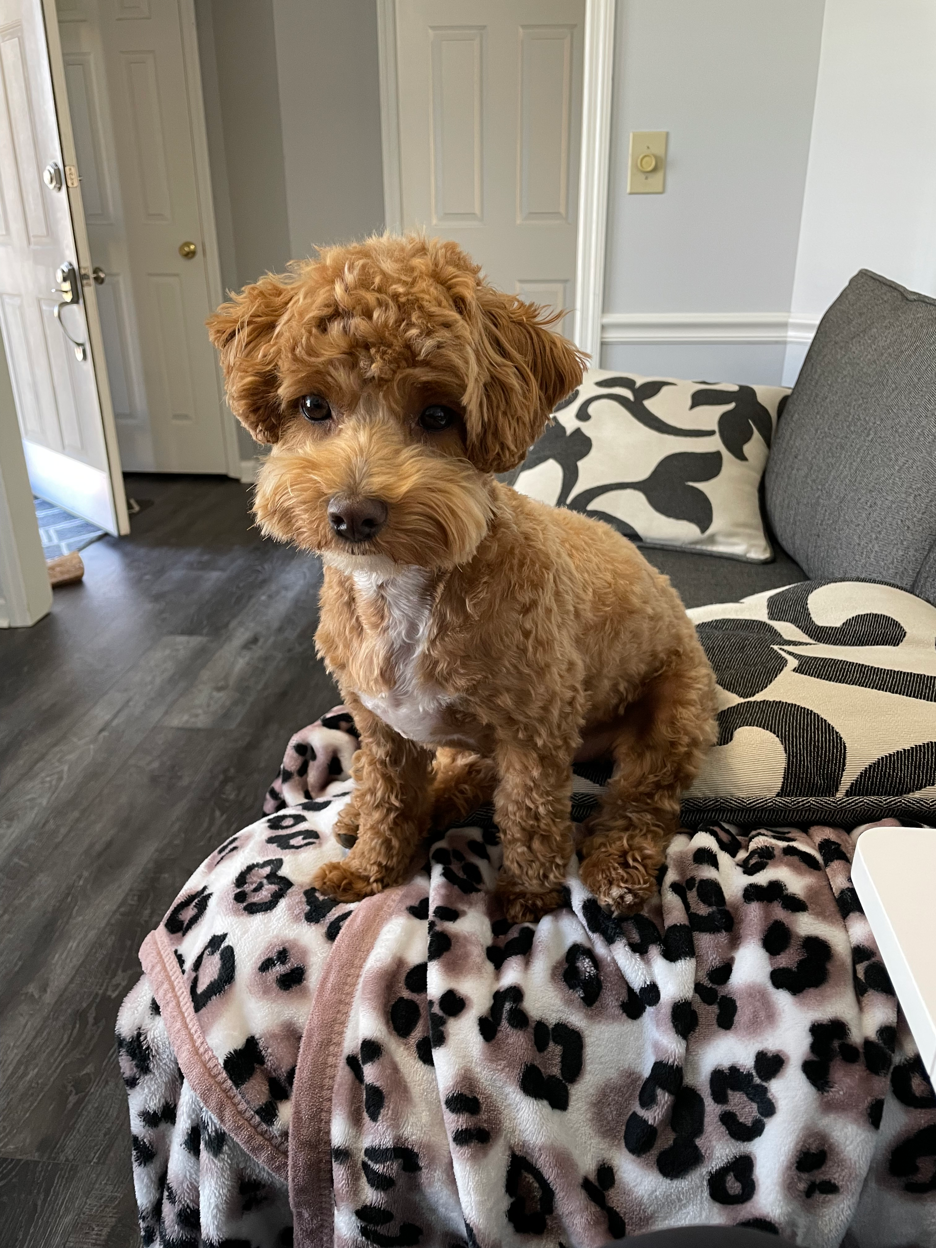 Fluffy Maltipoo Poodle Mix Pup