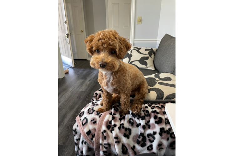 Fluffy Maltipoo Poodle Mix Pup