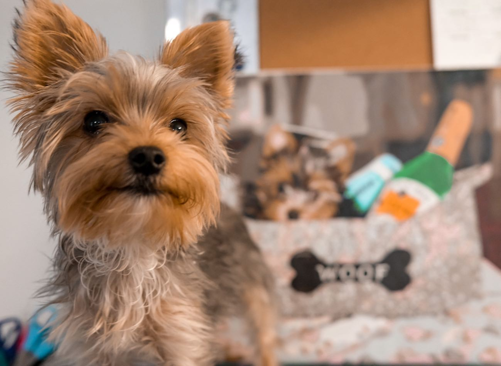 New York Yorkshire Terrier Pup