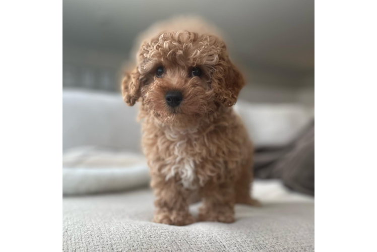 Little Cavoodle Poodle Mix Puppy