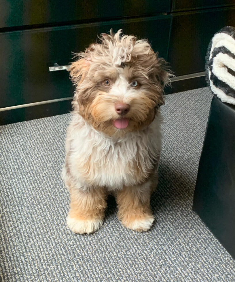 Friendly Mini Aussiedoodle Pup