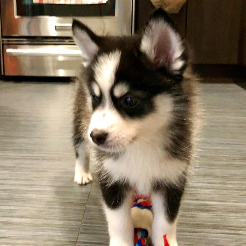 Little Mini Husky Designer Pup