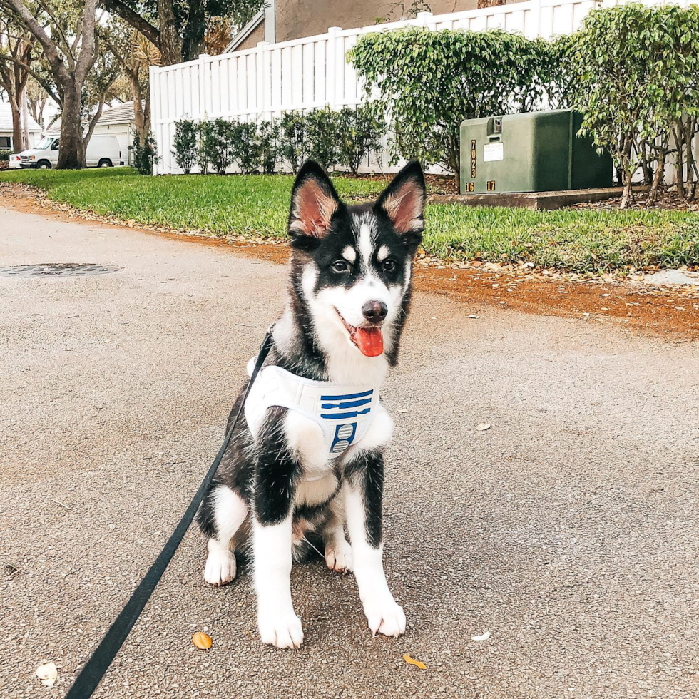 Pomsky Being Cute