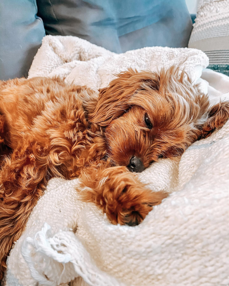 Popular Cavapoo Poodle Mix Pup