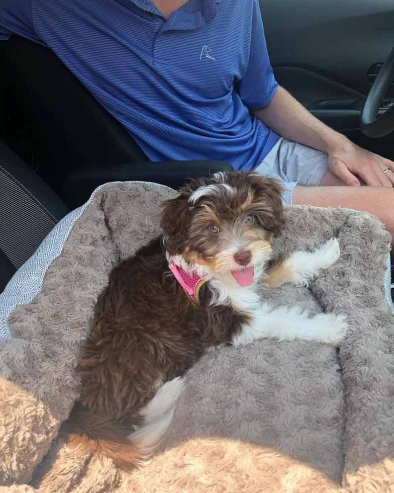 Mini Aussiedoodle Being Cute